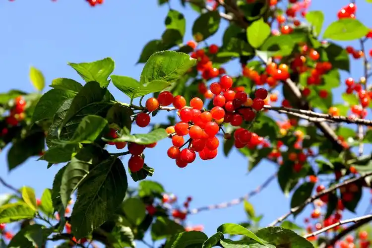 5.24丁家夼的小樱桃