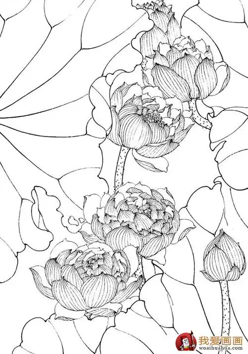 工笔白描荷花作品图片大全欣赏(8)_中国名画_百科_我爱画画网_一个