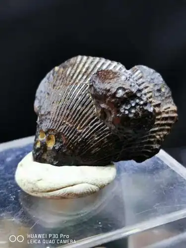 埃及褐铁矿贝壳化石