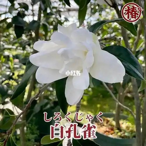 日本山茶花～白孔雀