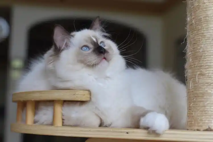 海豹流星手套色布偶猫小公主