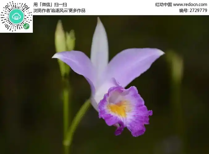 白紫色的百合花