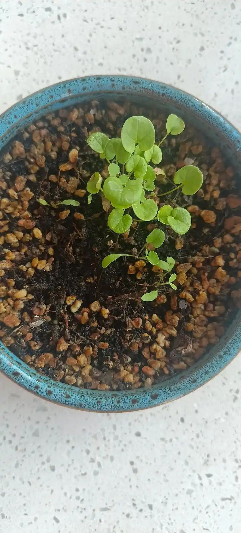 种子发芽 我竟然不知道铜钱草叶子刚出来不是圆的!