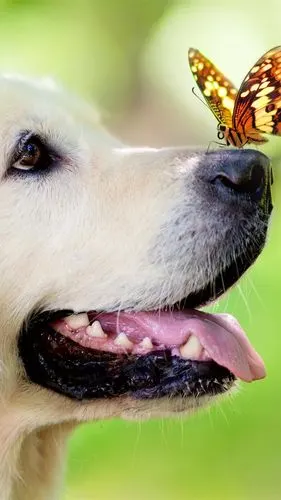 狗,鼻子,蝴蝶 iphone 壁纸