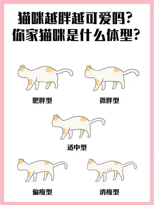 猫咪越胖越可爱吗71你家猫咪是什么体型71