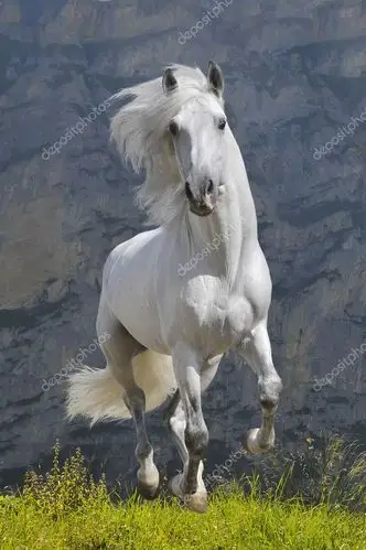 名称:白色马跑驰骋