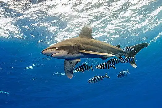 海洋,鲨鱼,长鳍真鲨,鱼,兄弟群岛,埃及,非洲