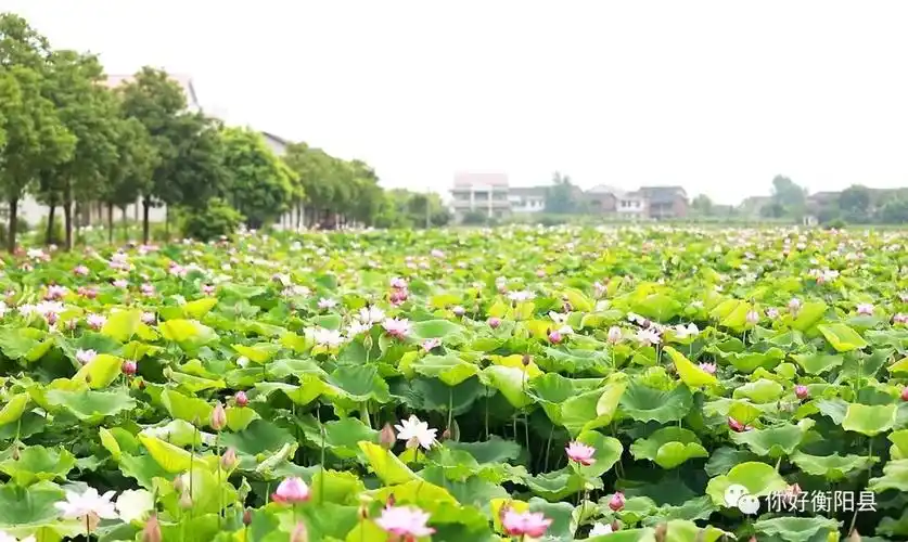 今日头条衡阳台源乌莲通过农产品地理标志省级专家审定