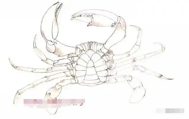 工笔螃蟹画法步骤详解,螃蟹的构图白描稿!_中国画_零二七艺考
