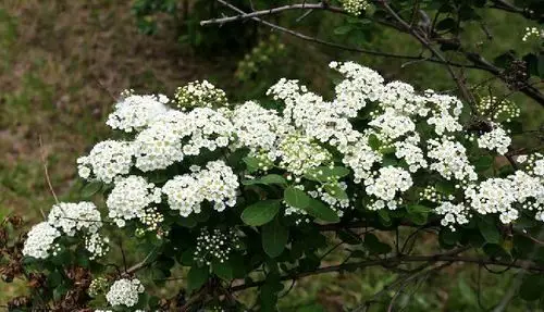 毛果绣线菊 (植物)