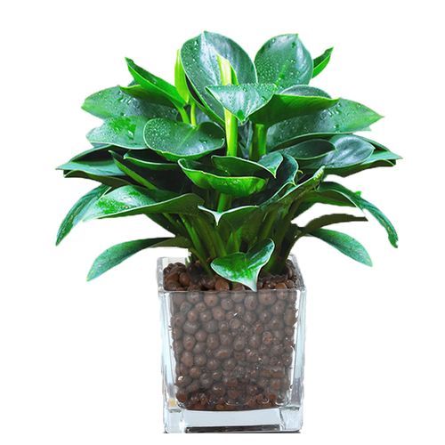 金钻盆栽绿萝箩公主水培办公室易活绿植物除甲醛招财室内花卉大全