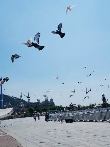 大连星海广场美景(2020年)