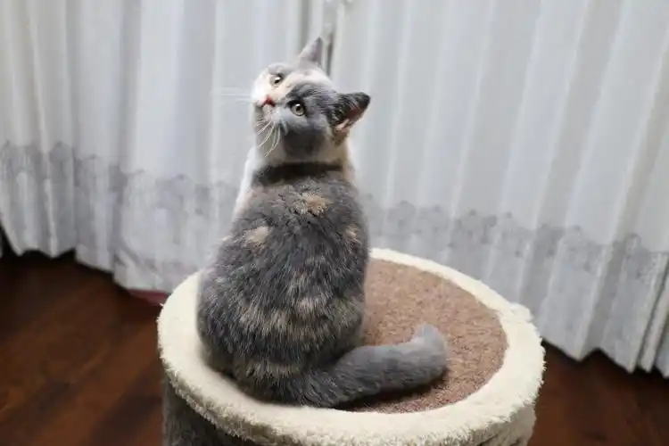 903英短三花-母-五粉 沐米猫舍 英短三花