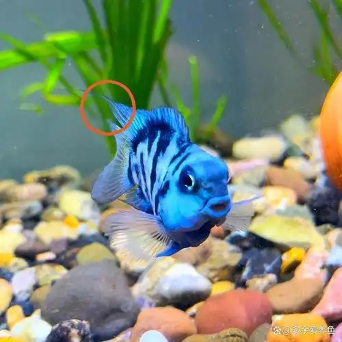 迷你鹦鹉鱼怎么快速分清公母,4不同,轻松分辨