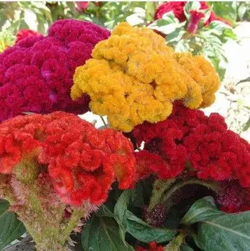 花卉花草种子 鸡冠花种子 阳台盆栽室内花卉 阳台花种子 3元300粒