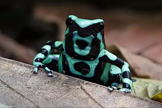 箭毒蛙将这一说法诠释地淋漓尽致,这种身长只有3公分的袖珍青蛙,拥有