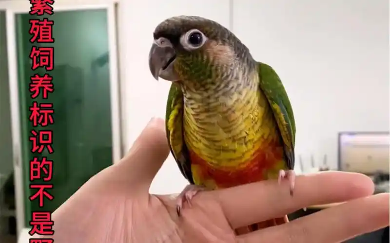 手养鹦鹉小太阳