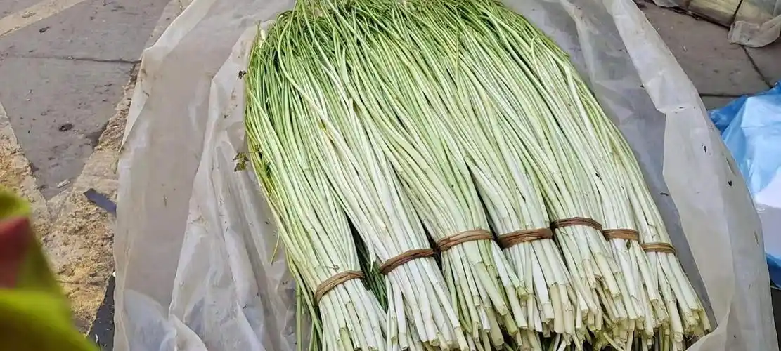上市带叶去根去叶现摘现发苏北水芹河芹路路通 食用新鲜水芹菜野 1000