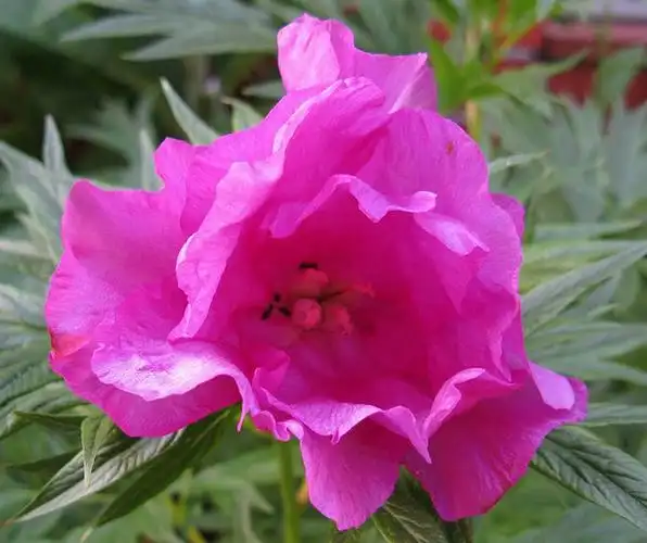 p>川赤芍(学名: i>paeonia veitchii /i>  lynch ):多年生 a target=