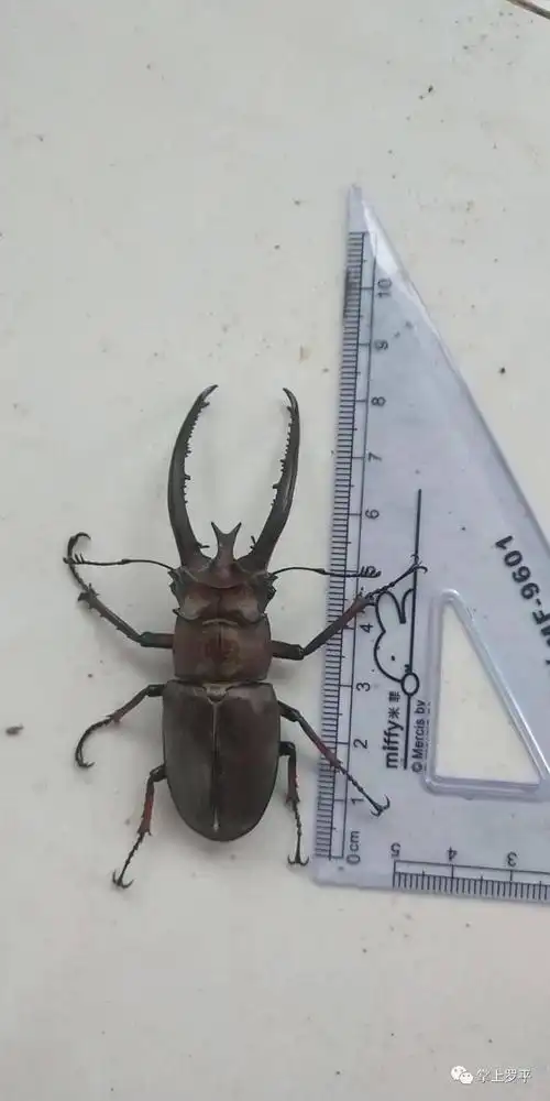 罗平一村民树林中发现大甲虫体长约8cm头上长犄角你见过没