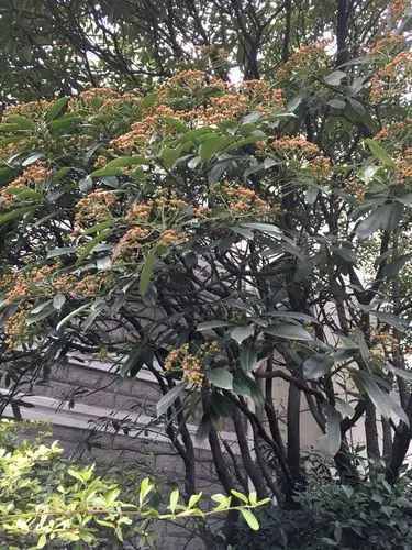 这是啥树?_百度知道