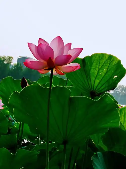 夏至赏荷花最美!请您欣赏