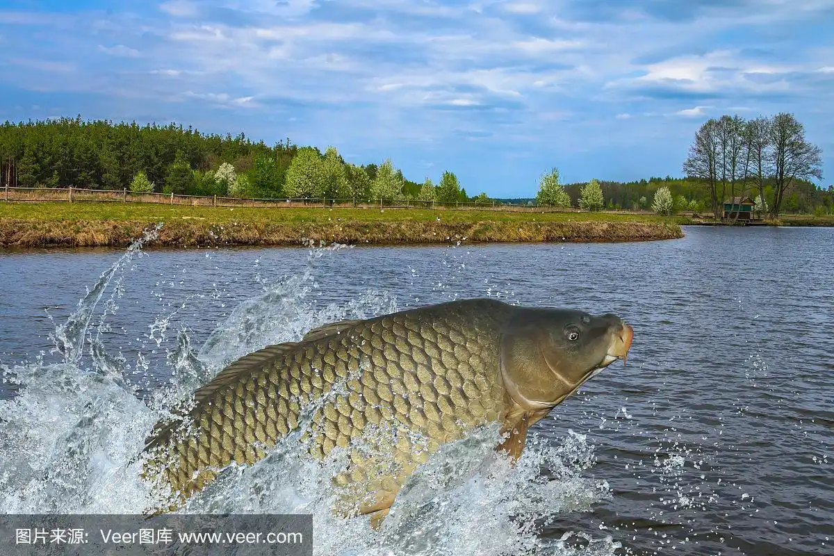 鲤鱼在水中跳跃溅起水花