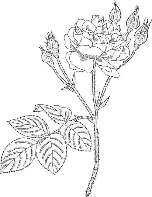 山蔷薇花图片简笔画