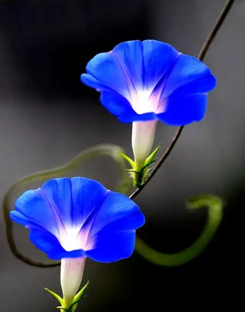 乡村散文:喇叭花