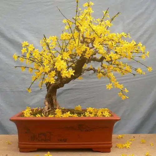 一折迎春花盆景老桩