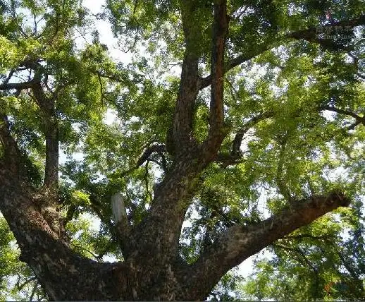 见过紫檀手串可知道紫檀长什么样子吗