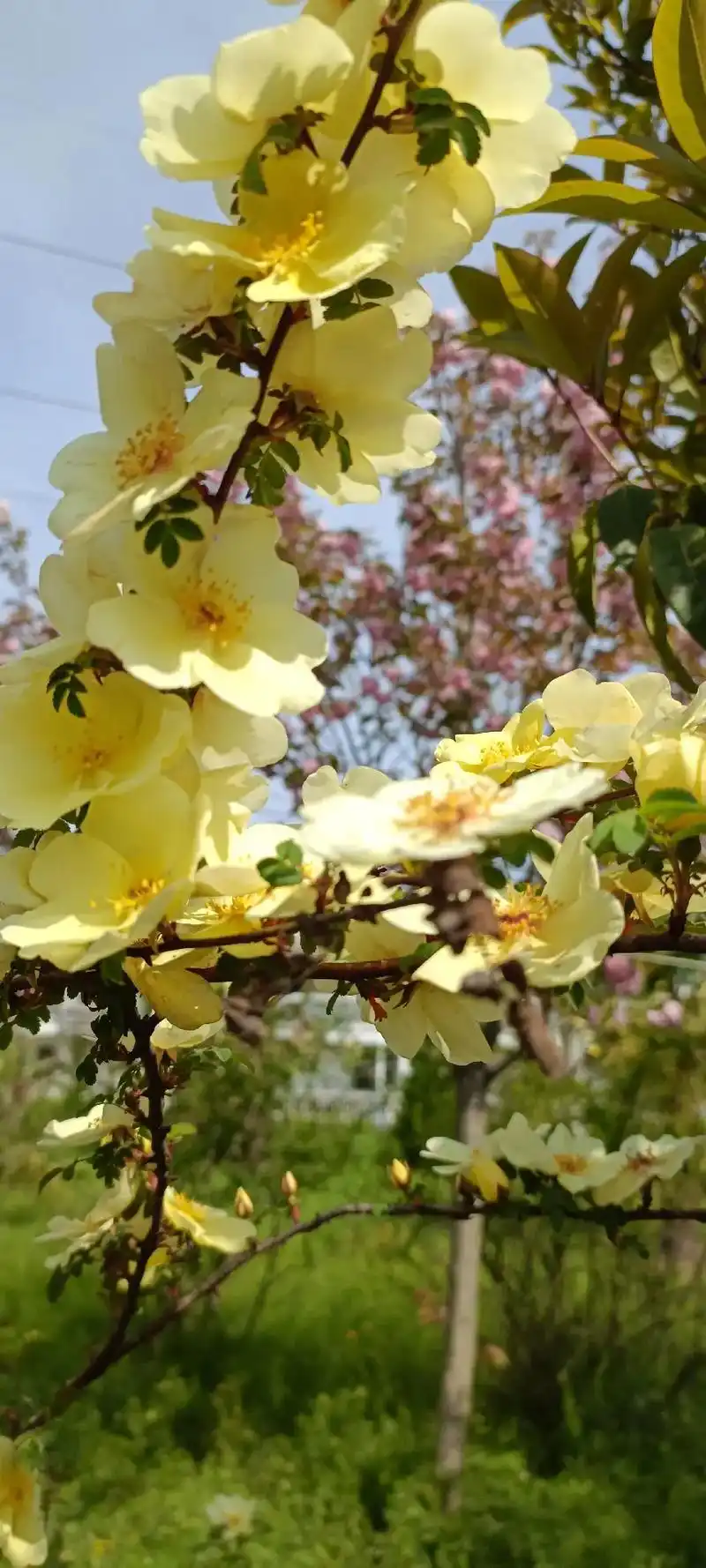 春天的景物是最美的. 春天的山是翠绿色的,远远 - 抖音