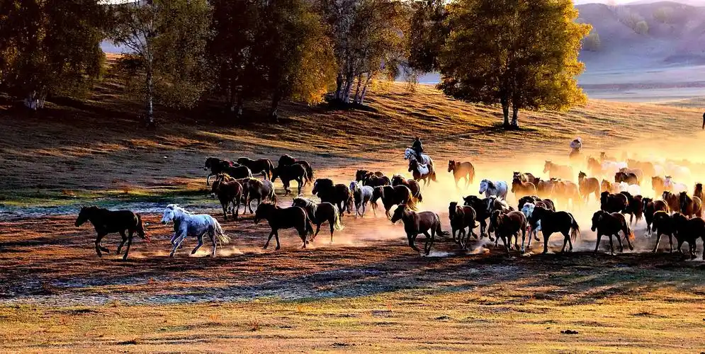 乌兰布统坝上草原金色的秋天