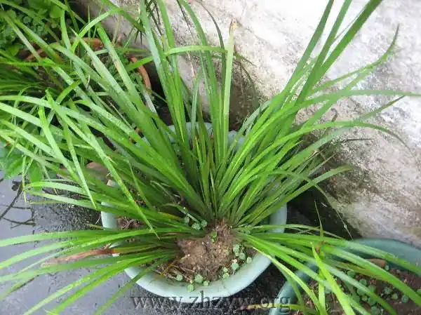 五香卤猪蹄娄国民熟食