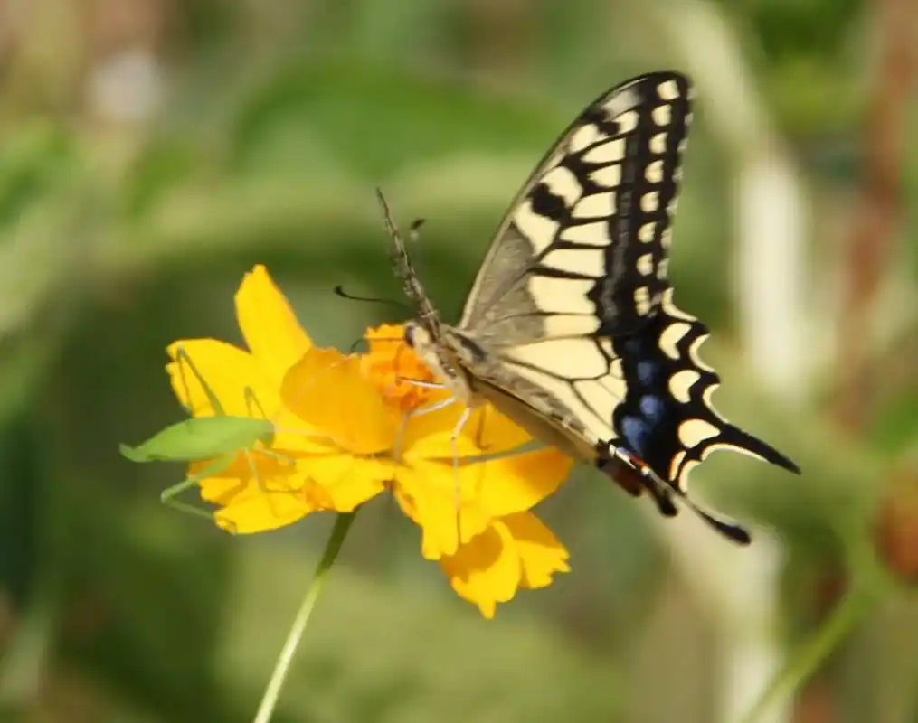 在浙北大峡谷拍的一组蝴蝶照片发给大家分享