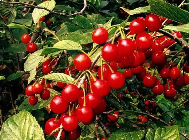 谁能拯救逐渐消失的中华小樱桃?不彻底车厘子化,还有出路吗?