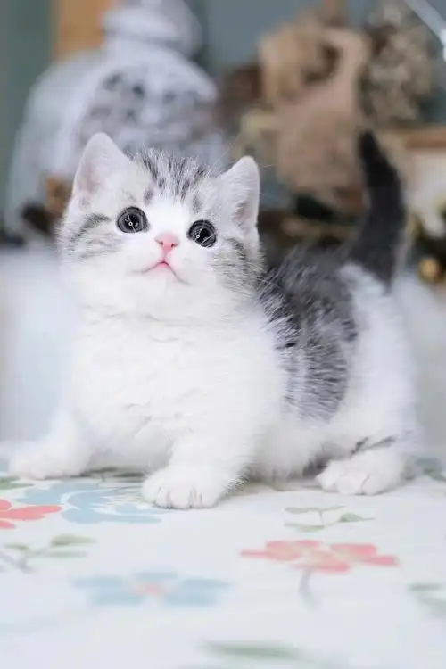 美短起司##美短