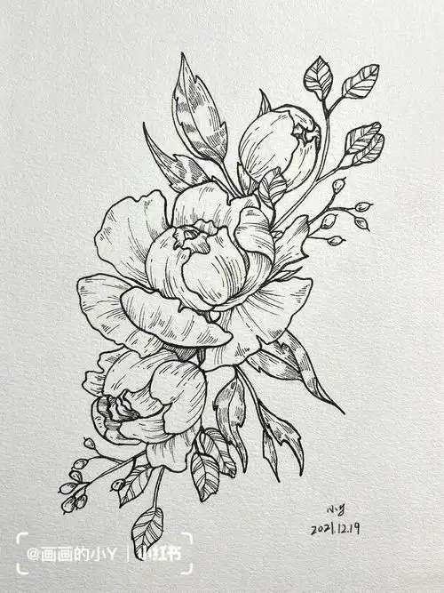 牡丹花线稿针管笔手绘花卉附过程图