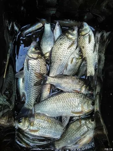 本人第四次发鱼获 钓鱼之家饵料钓鲫鱼