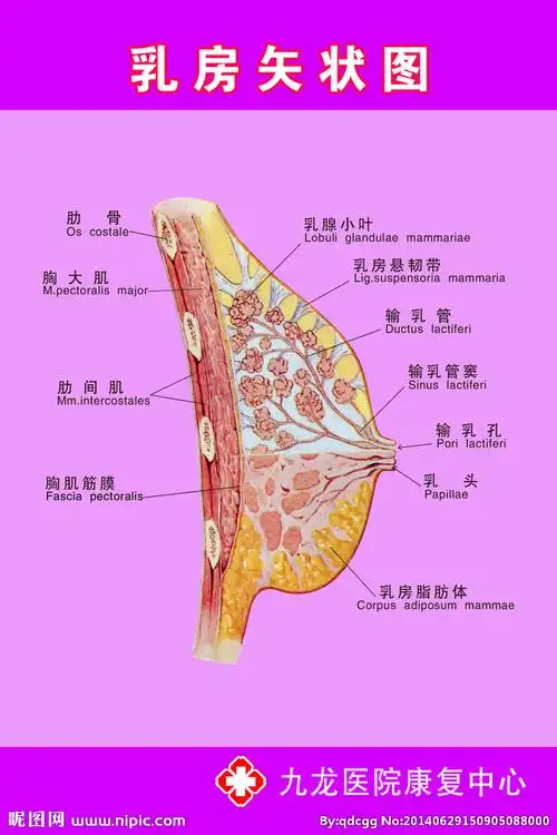 乳房矢状图图片