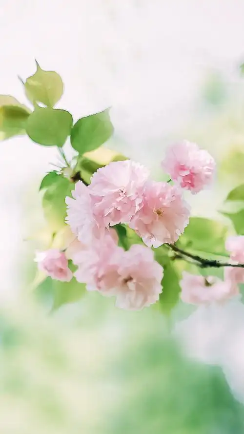 小清新的浅粉色樱花手机壁纸图片