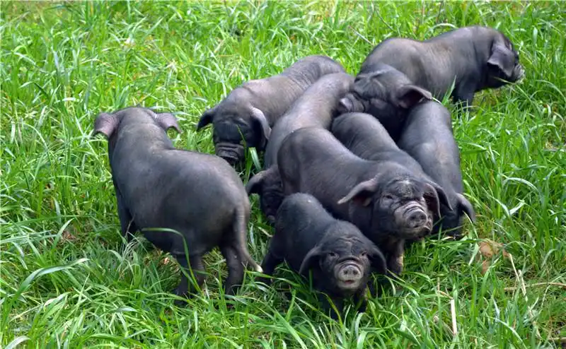 关于雷山黑毛猪你想知道的都在这里