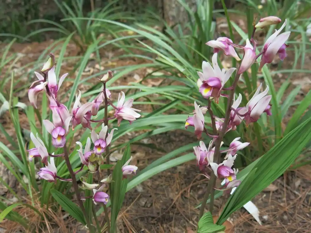 花开两色的紫花美冠兰