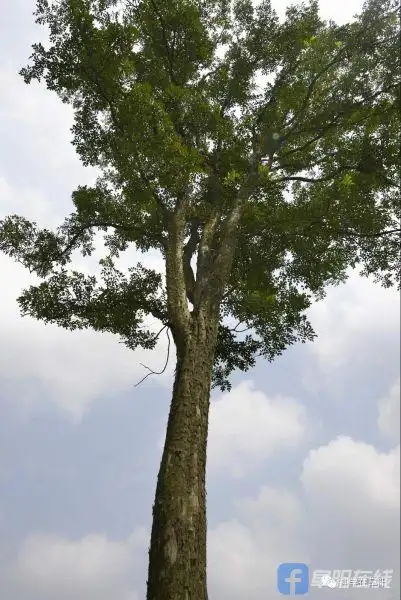 古树沧桑|漫谈阜阳神奇树种"黄檀树"