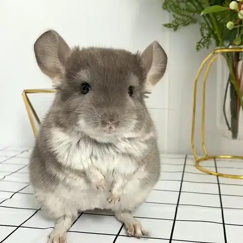 龙猫活物小型幼崽活体标灰紫灰米色婚庆公仔