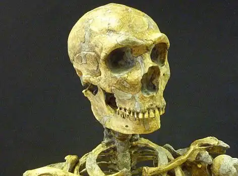 哈佛教授寻勇敢代孕母亲"复活"灭绝3万余年古人类