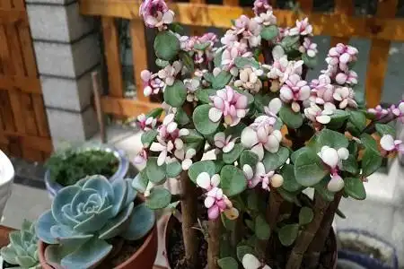 金枝玉叶秋天怎么养