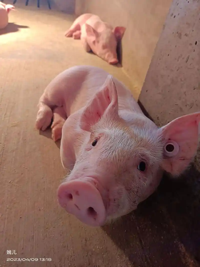 奇奇怪怪的睡姿98#小猪猪99 #猪睡觉的样子 - 抖音