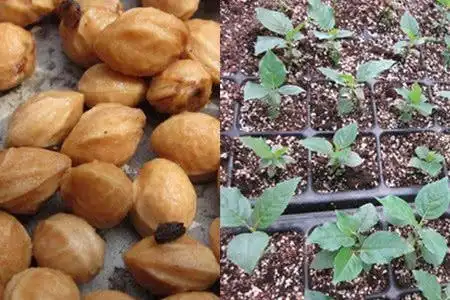 樱桃种子怎么发芽只需四个步骤就能得到健康植物