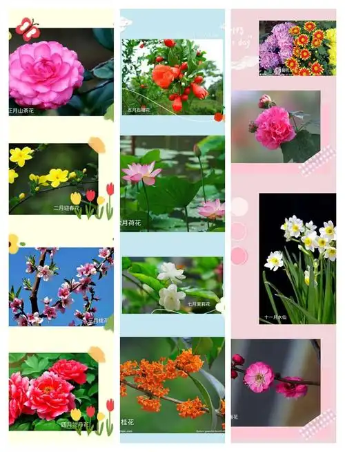 周二:儿歌律动《十二月花名歌》 一花一世界,一年中的每一个月都有不